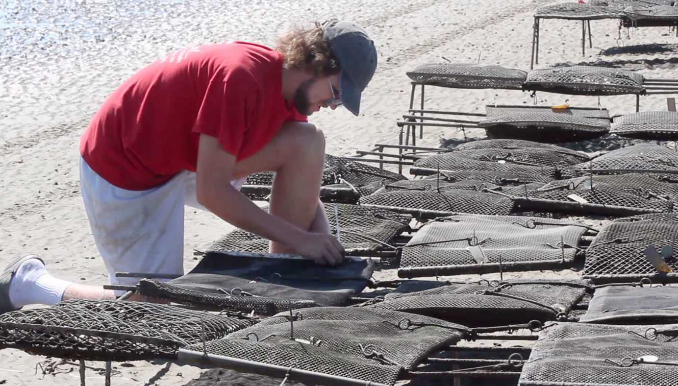 Delaware Bay Oyster Farming